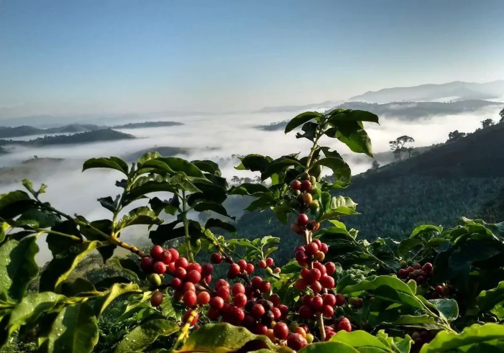 O clima adverso em 2023 e 2024 afetou a peneira e o rendimento do processamento, levando a uma safra menor, de 63 M em 24/25