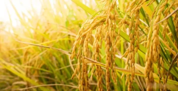 O Brasil é o maior produtor e consumidor de arroz fora da Ásia