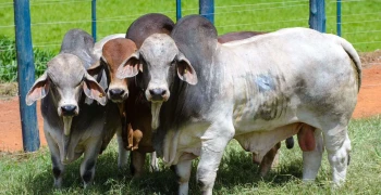 Brahman atrai pecuaristas que desejam animais rústicos e adaptáveis, capazes de atender às demandas dos mercados mais exigentes