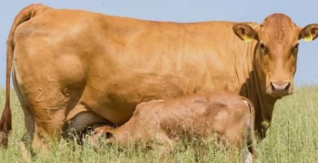 Feicorte mostrará o avanço do Caracu ao longo dos últimos anos