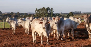 Confraria da Carcaça Nelore apresentará o resultado do uso de tecnologias de ponta, como o ultrassom de carcaça, visando elevar a qualidade da pecuária tropical