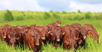 O Santa Gertrudis tem carne marmorizada, com rendimento de carcaça acima de 56% e atende às exigências de mercados premium