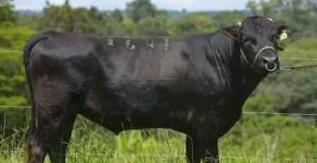 Exposição oferece aos produtores uma vitrine de valor inestimável para a carne Wagyu brasileira