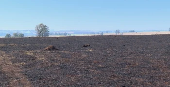 Após o primeiro pastejo depois da queimada, o solo estará esgotado e o capim não terá mais de onde absorver nada