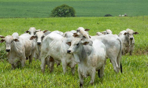 Foto: Ministério da Agricultura e Pecuária