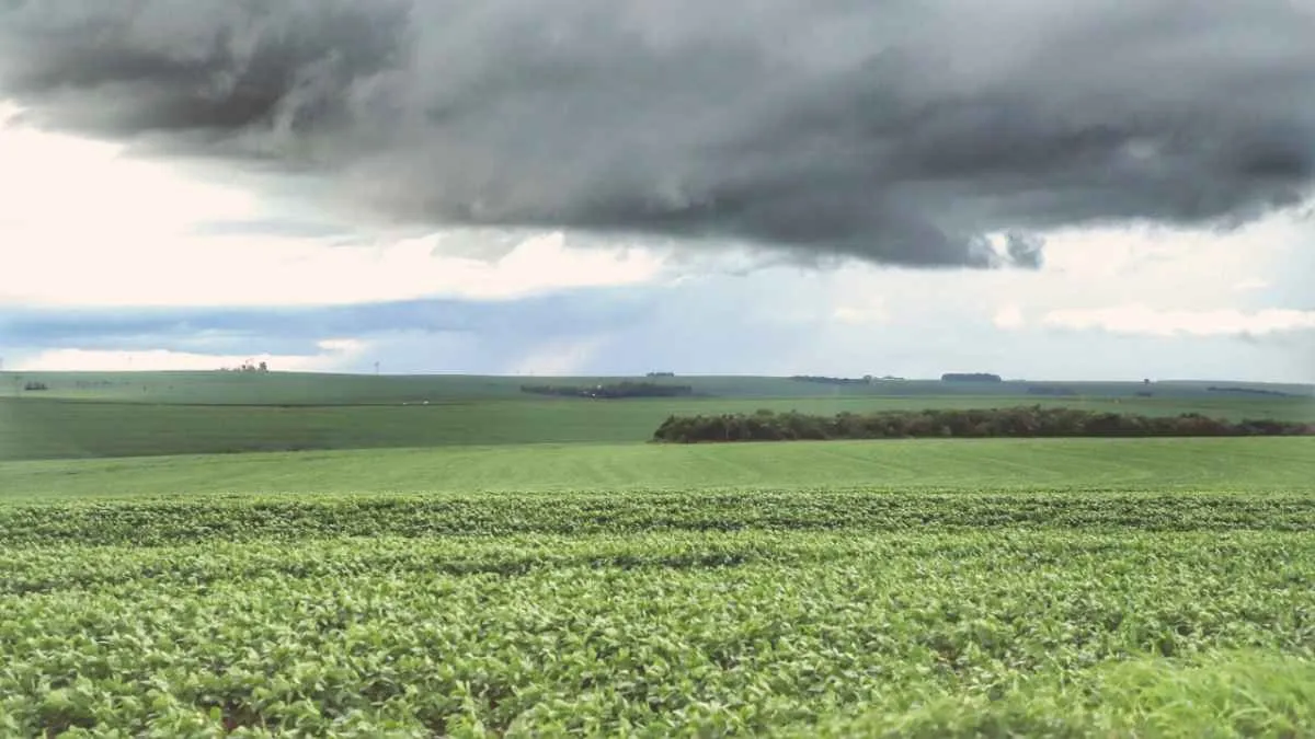 APEPA alerta sobre riscos do seguro paramétrico no agro