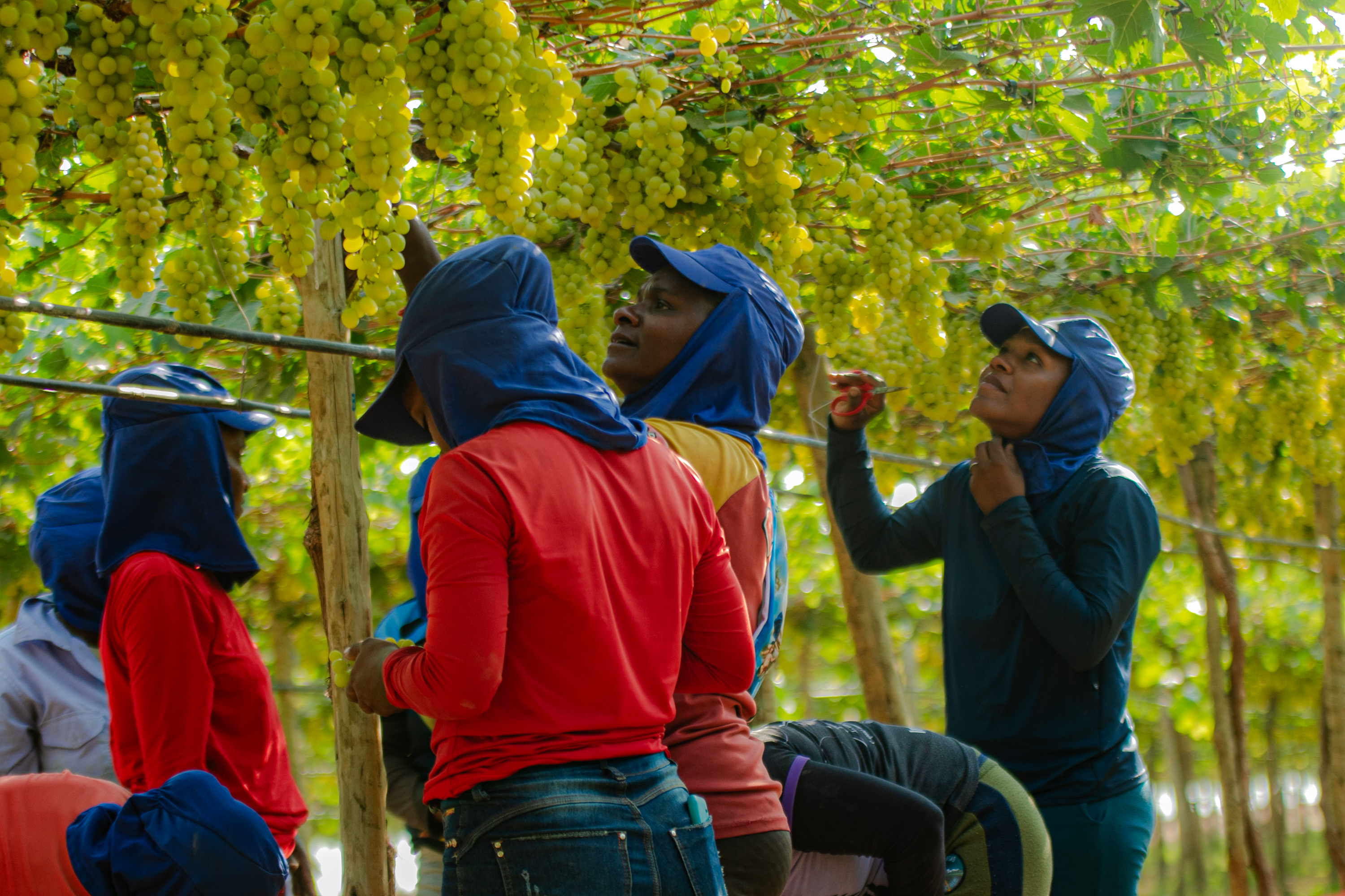 A fruticultura baiana gerou R$ 5,7 bilhões em 2023