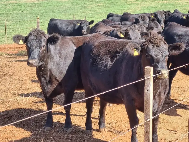 Evento em Carambeí/PR apresenta as últimas ações de fomento do Programa Carne Angus Certificada