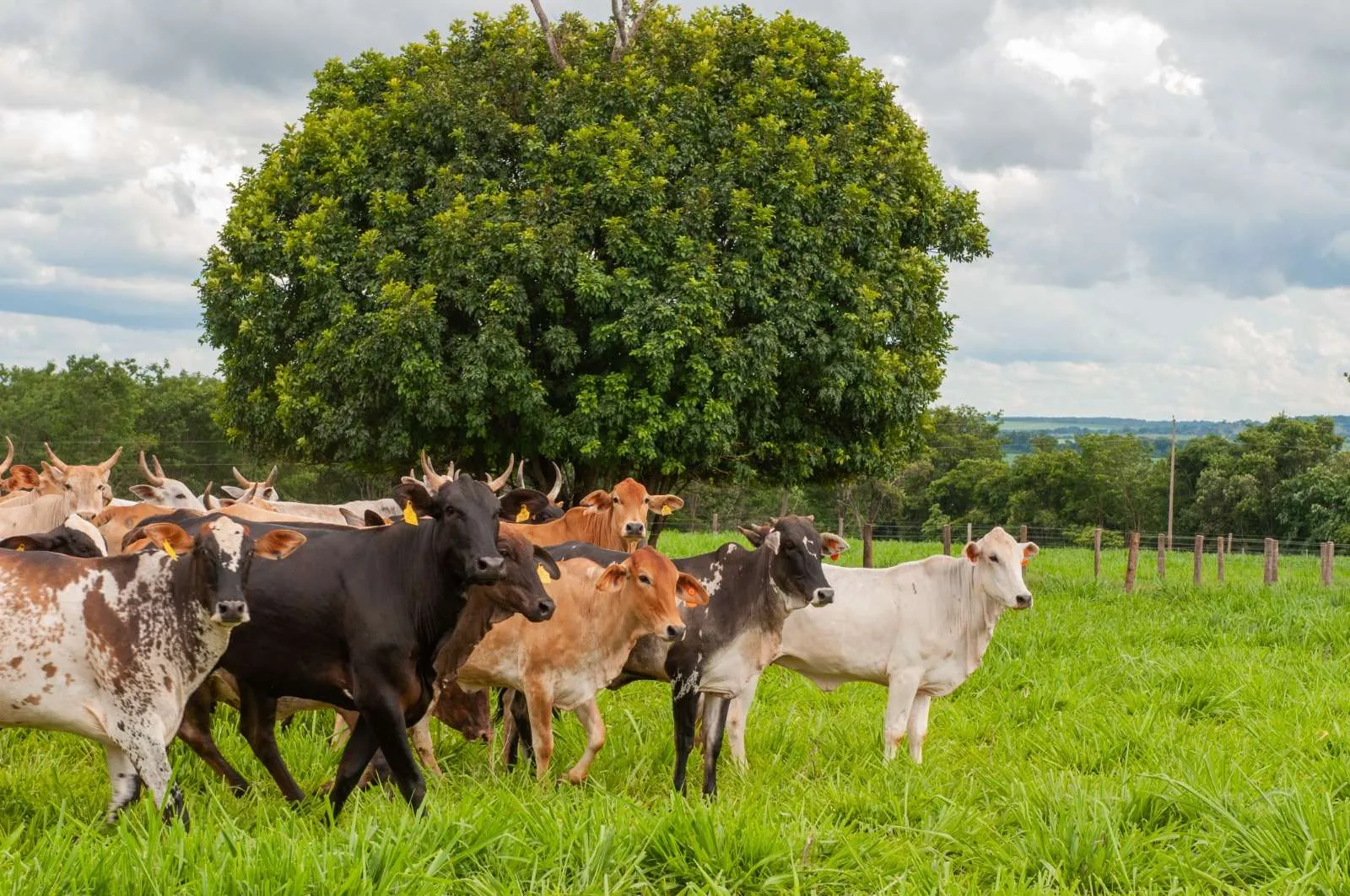 As declarações de rebanho e de vacinação contra raiva devem conter informações cadastrais atualizadas. Foto: Enio Tavares