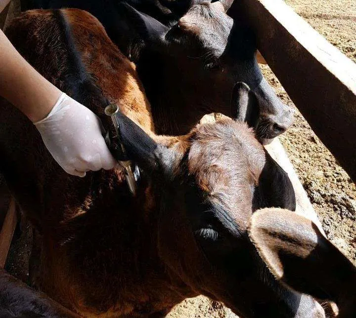 O pecuarista goiano terá até 15 de dezembro para imunizar os bovinos e bubalinos até 12 meses