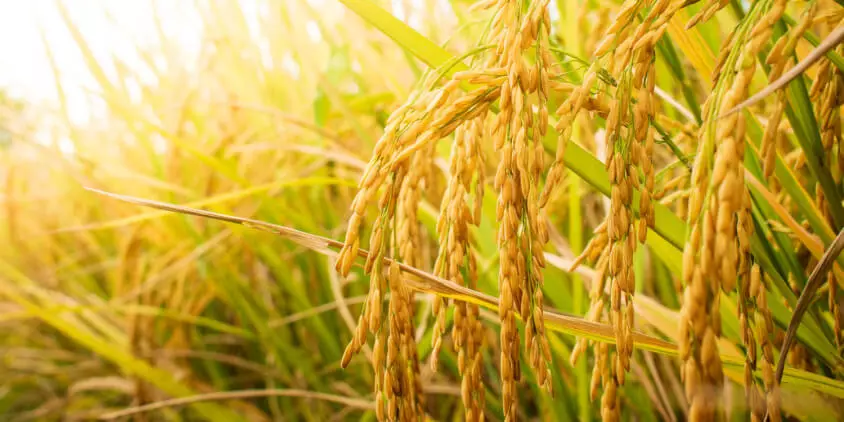 O Brasil é o maior produtor e consumidor de arroz fora da Ásia