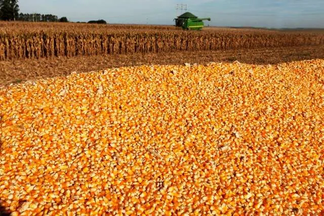 Foto: Ministério da Agricultura e Pecuária/divulgação