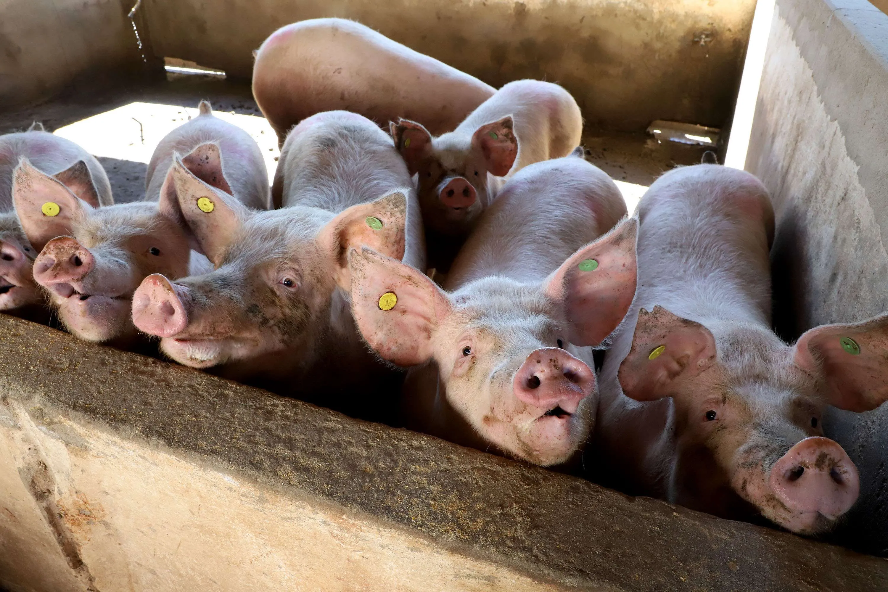 O agronegócio paranaense também foi o que mais ampliou a produção de carne suína em nível nacional