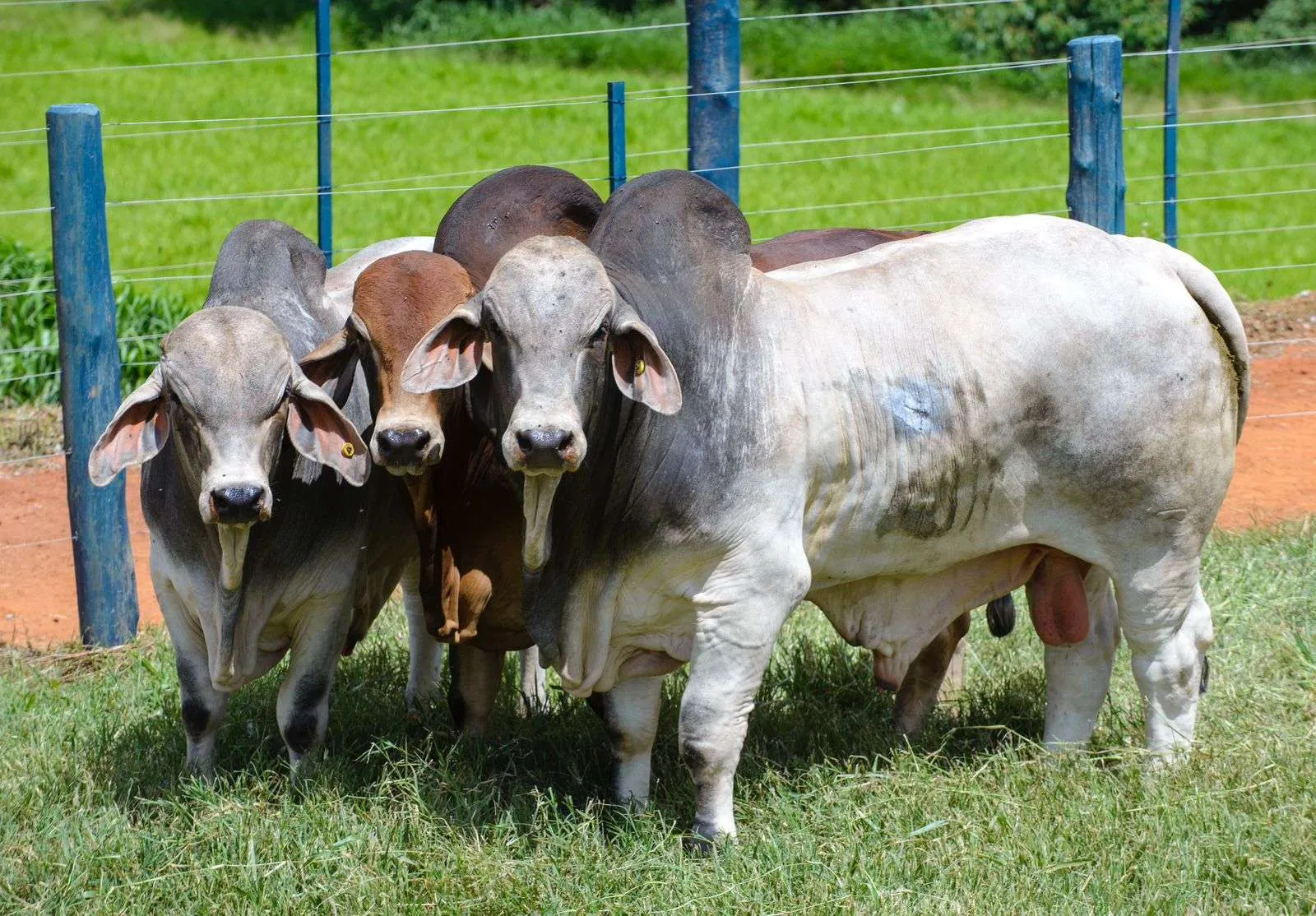 Brahman atrai pecuaristas que desejam animais rústicos e adaptáveis, capazes de atender às demandas dos mercados mais exigentes