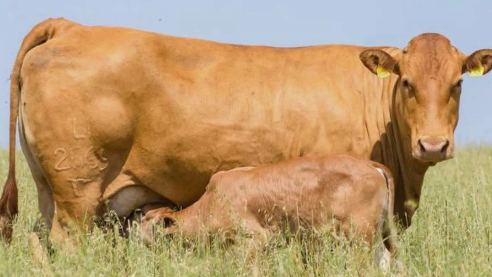 Feicorte mostrará o avanço do Caracu ao longo dos últimos anos