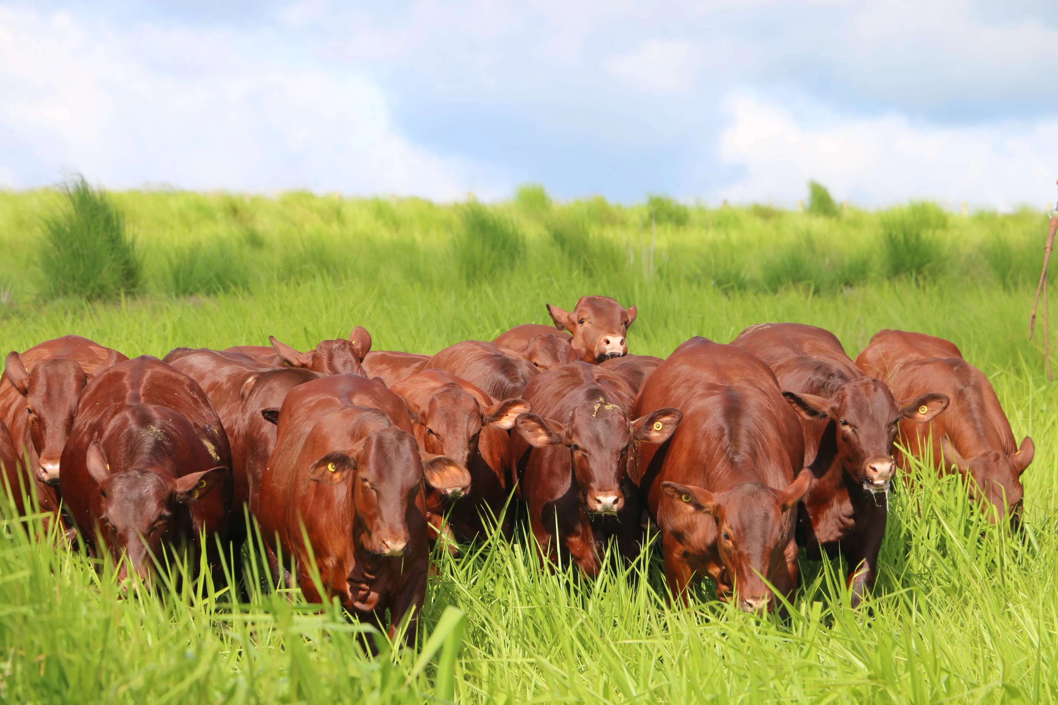 O Santa Gertrudis tem carne marmorizada, com rendimento de carcaça acima de 56% e atende às exigências de mercados premium