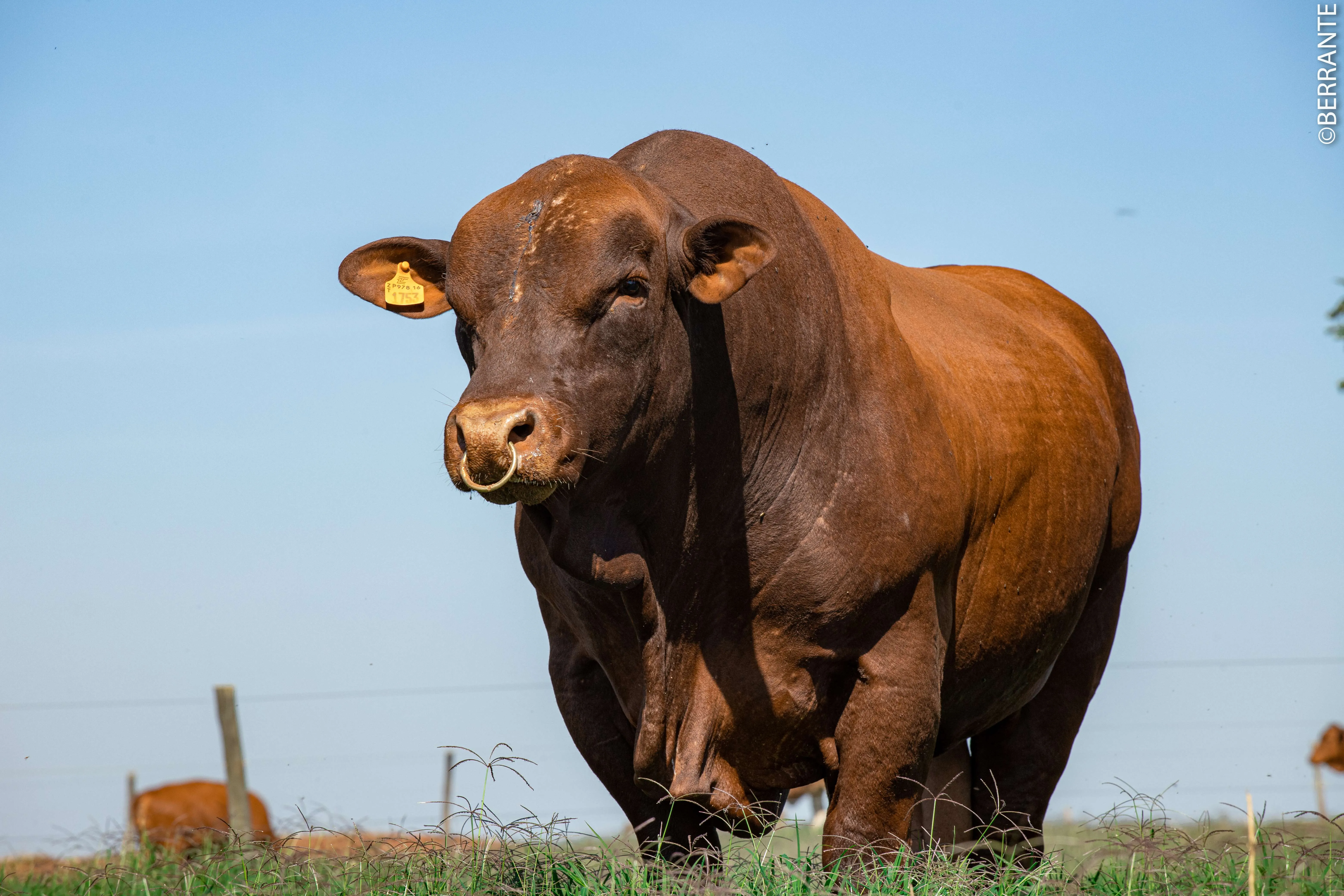 Feicorte terá animais Senepol cuidadosamente selecionados por meio do programa de melhoramento genético