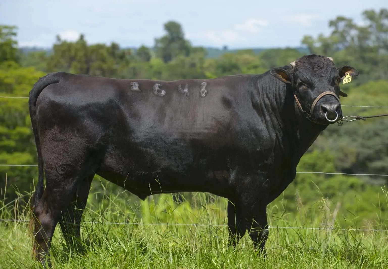 Exposição oferece aos produtores uma vitrine de valor inestimável para a carne Wagyu brasileira