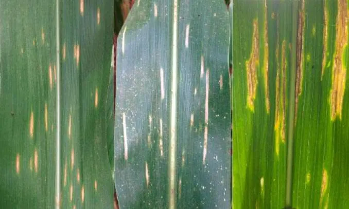 Figura 2. Diferença de sintomas de Mancha de Bipolaris (A), mancha de Cercospora (B) e Estria Bacteriana (C)