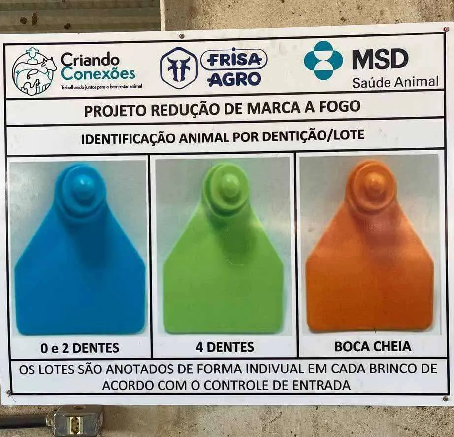 Ao confinamento, o animal adulto receberá marcações pela dentição, referência de idade do bovino