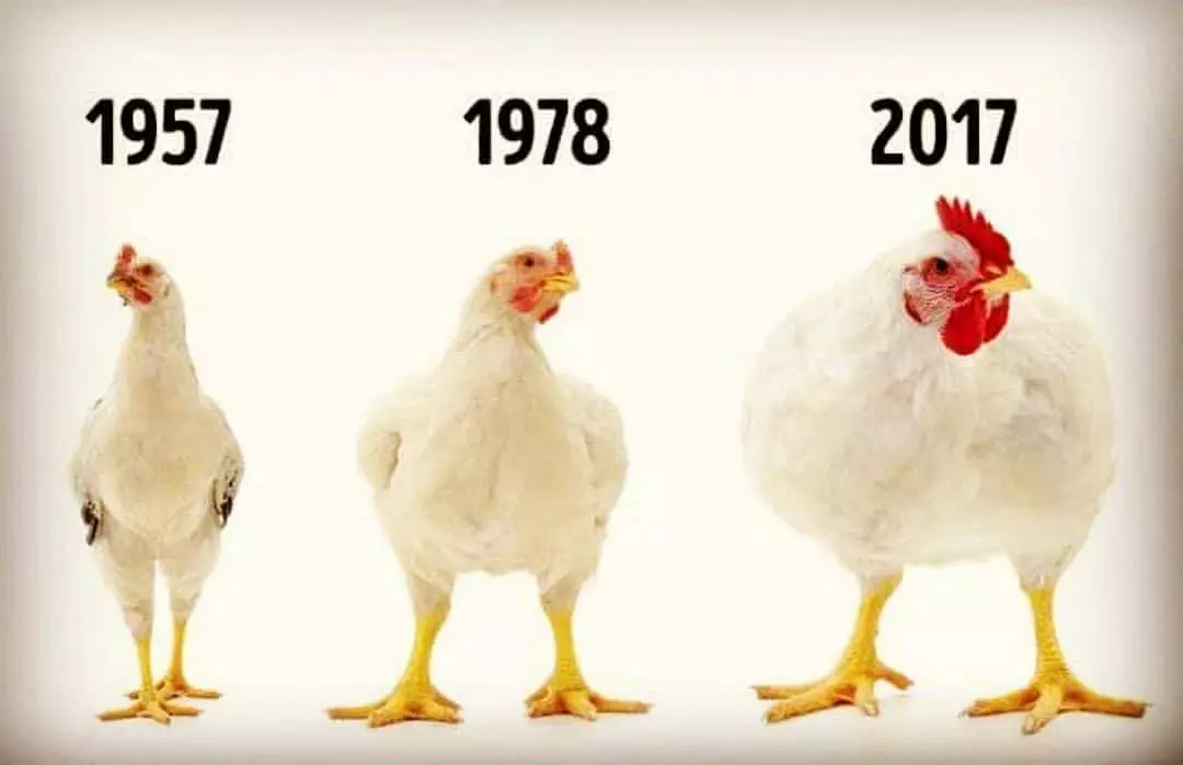 Evolução do tamanho dos frangos nada mais é o do que seleção genética, nutrição adequada e manejo na indústria avícola