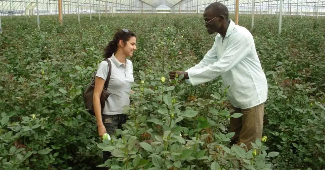  Ariana Carvalho e agricultor queniano em estufa de flores no Quênia. Foto: Acervo Pessoal 